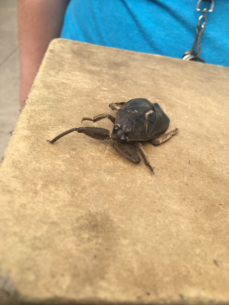 American Giant Water Bug from 48632, Lake, MI, US on September 13, 2018