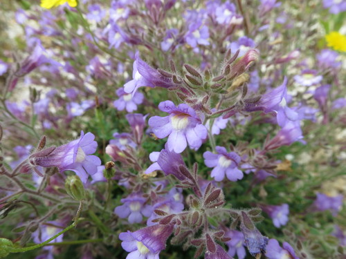 Chaenorhinum origanifolium (L.) Fourr.