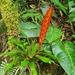 Vriesea incurvata - Photo (c) andre benedito, todos los derechos reservados, subido por andre benedito
