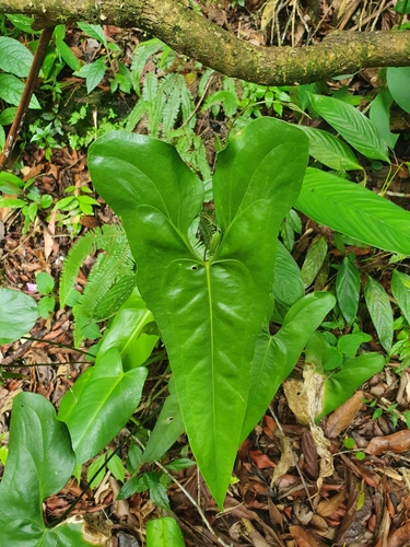 Anthurium acutum