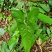 Anthurium acutum - Photo (c) andre benedito, todos os direitos reservados, uploaded by andre benedito