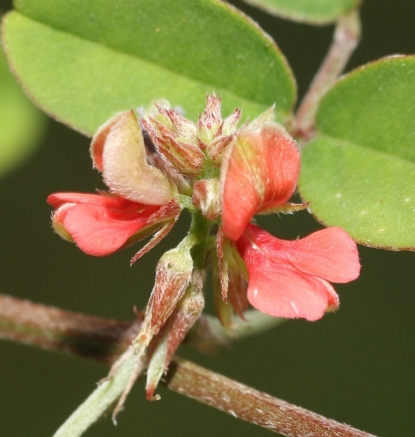 Indigofera trifoliata (Indigofera trifoliata)