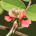 Indigofera trifoliata - Photo (c) Nuwan Chathuranga, todos los derechos reservados, subido por Nuwan Chathuranga