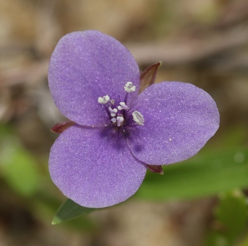 Murdannia audreyae