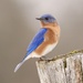 Eastern Bluebird - Photo (c) Michael Gallo, all rights reserved, uploaded by Michael Gallo