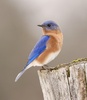 Eastern Bluebird - Photo (c) Michael Gallo, all rights reserved, uploaded by Michael Gallo