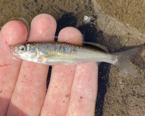 Common Shiner