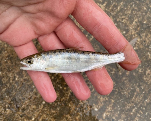 Chinook Salmon