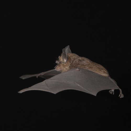 peninsular horseshoe bat (Rhinolophus robinsoni) — Near Threatened Mammalia