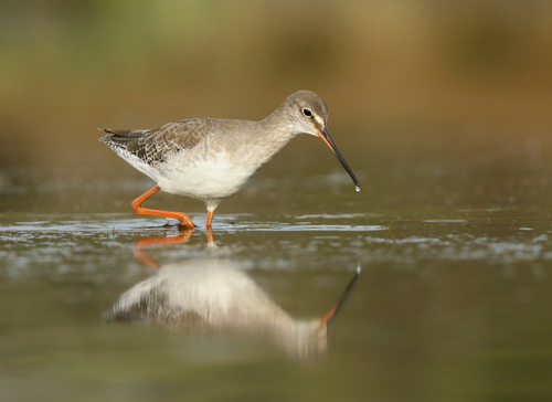 Spotted Redshank