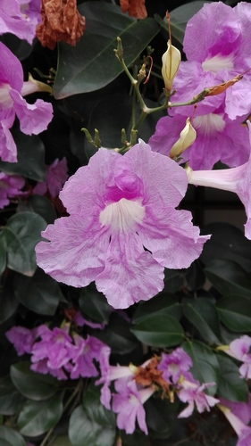 Bignonia image