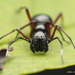 Arañas Hormiga - Photo (c) abhi jith, todos los derechos reservados, subido por abhi jith