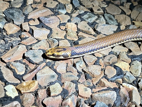 Little Spotted Snake