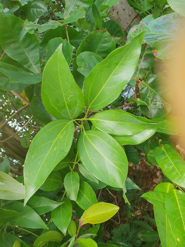 Chinese Cinnamon