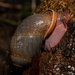 Elephant Pupinid Snails - Photo (c) Andaman Kaosung, all rights reserved, uploaded by Andaman Kaosung