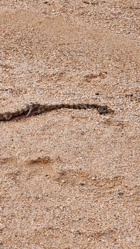 Brown Tree Snake sighting