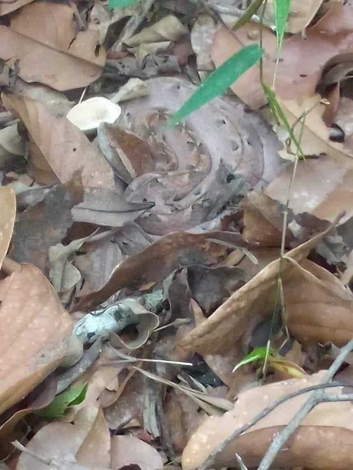 Malayan Pit Viper from Kayin, MM on June 1, 2022 at 07:39 AM by Win ...