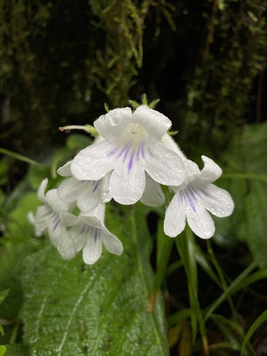 Streptocarpus fenestra-dei