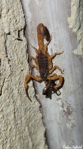 Brazilian Yellow Scorpion