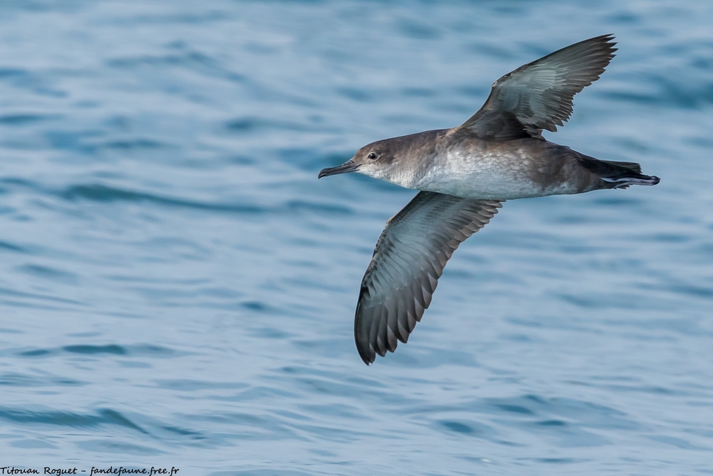 Balearic Shearwater (Puffinus mauretanicus) photo