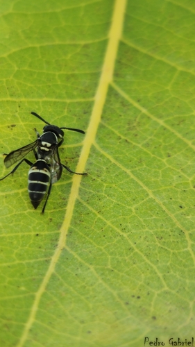 Yellow-banded Polybia Wasp