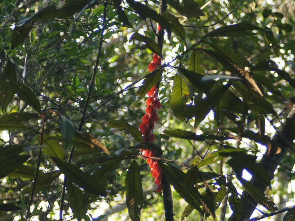 Flatida rosea from Moramanga, Madagascar on December 29, 2022 at 05:11 ...