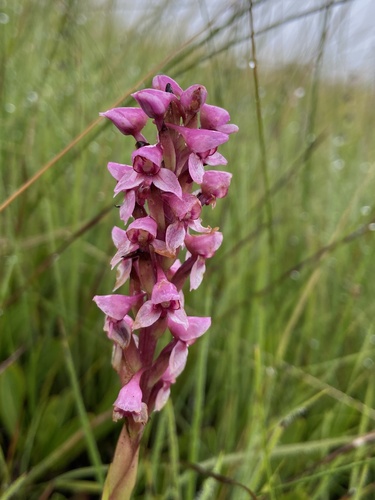 Maroonspot Disa (Disa maculomarronina)