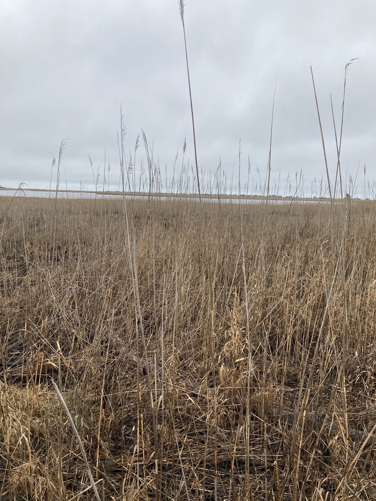 European reed from Prime Hook National Wildlife Refuge, Milton, DE, US ...