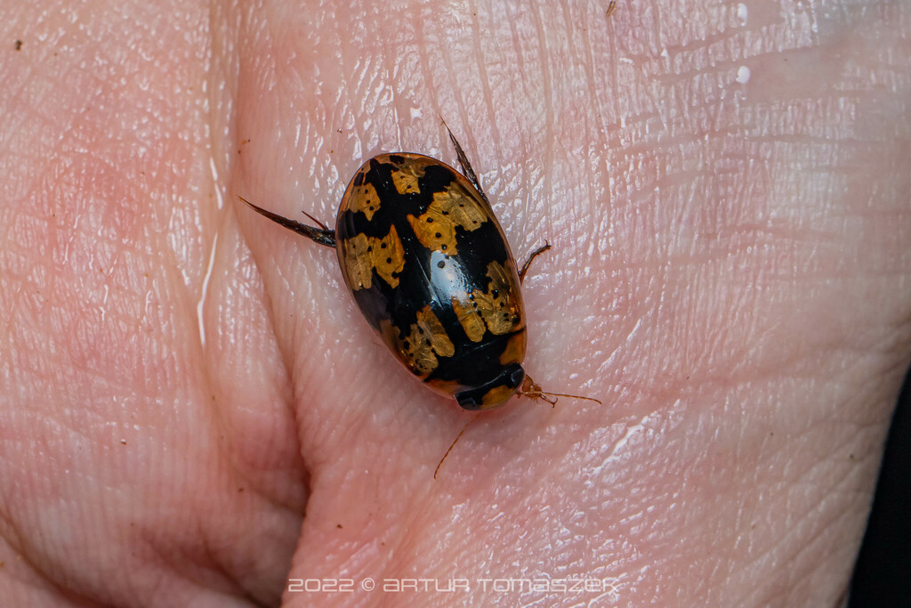 Sandracottus mixtus in December 2022 by Artur Tomaszek · iNaturalist