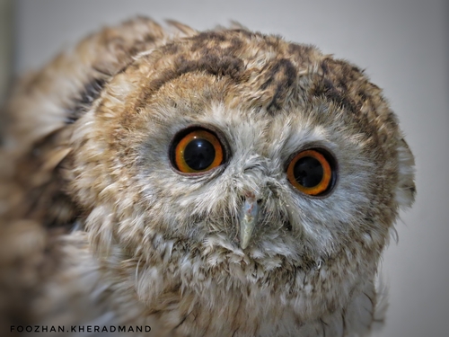 Omankauz (Strix butleri)