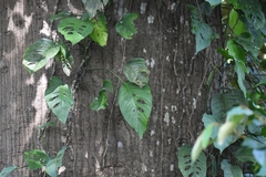 Monstera adansonii image