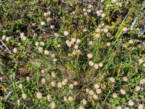 Eriophorum X pylaieanum