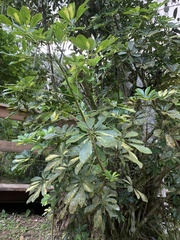 Schefflera arboricola image