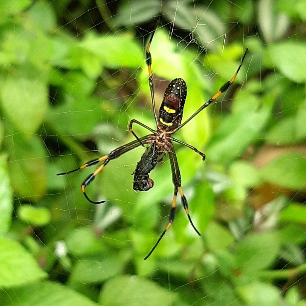 Golden Silk Spider from Windsor, Jamaica on October 8, 2022 at 11:08 AM ...