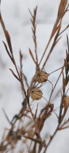 Blue Flax winter
