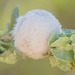 Fourwing Saltbush Woolly Gall - Photo (c) BJ Stacey, all rights reserved