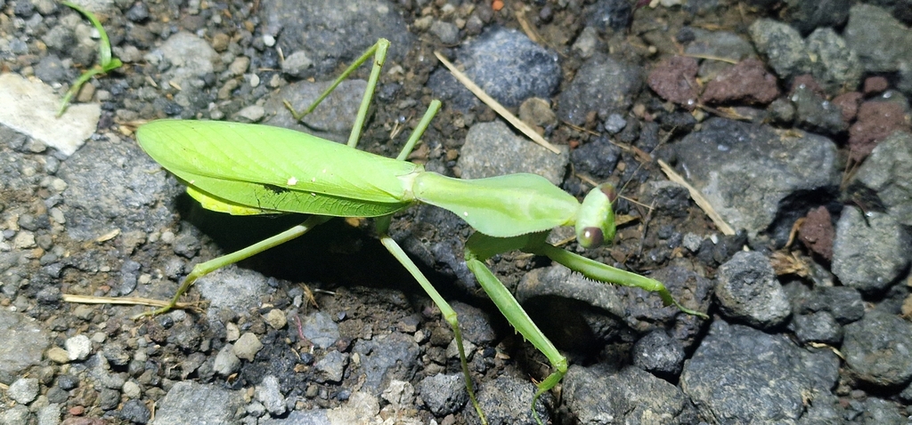 Rhombodera extensicollis from QC86+93X, Songan A, Kintamani, Bangli
