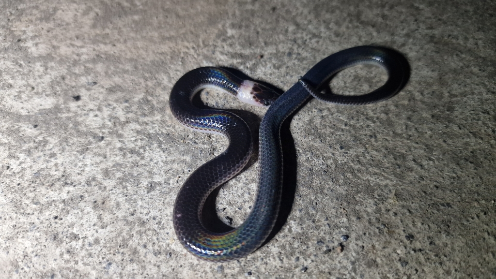 Asian Sunbeam Snake From Angantaka Abiansemal Badung Regency Bali