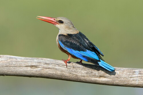 Gray-headed Kingfisher
