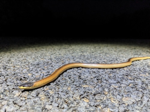 Black-naped Hooded Snake sighting