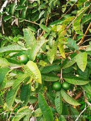 Psidium guajava image