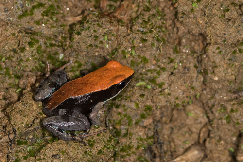 Madagascan Brown Frog