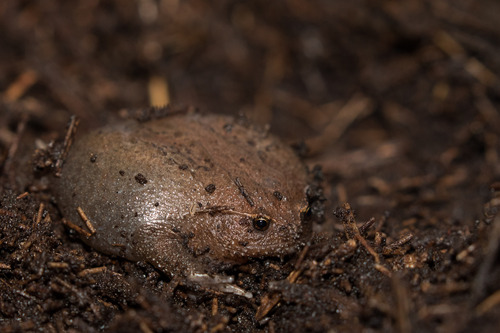 Nosy Be Burrowing Frog