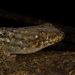 Spotted Fish-scale Gecko - Photo (c) Markus A. Roesch, all rights reserved, uploaded by Markus A. Roesch