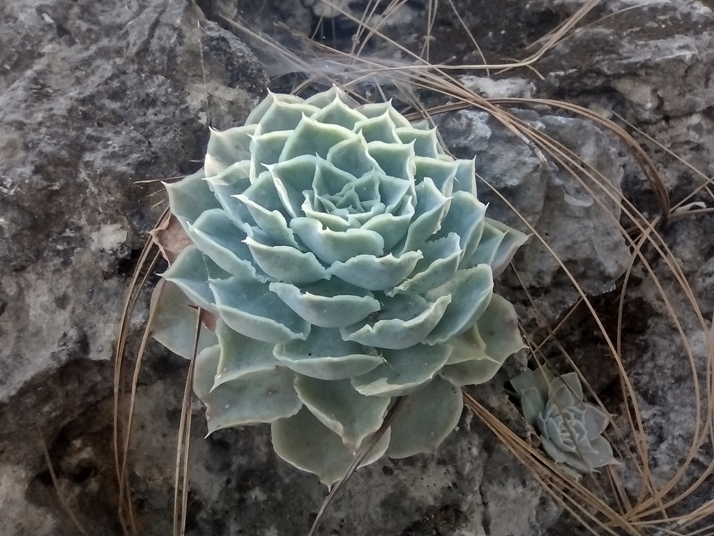 Echeveria Simulans From Santiago N L M Xico On December At