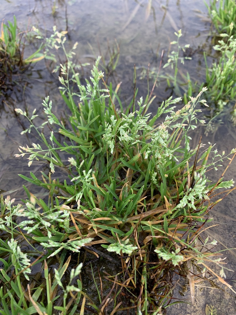 Annual Meadow-grass (Poa annua) · iNaturalist
