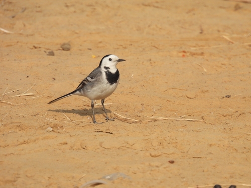 White Wagtail