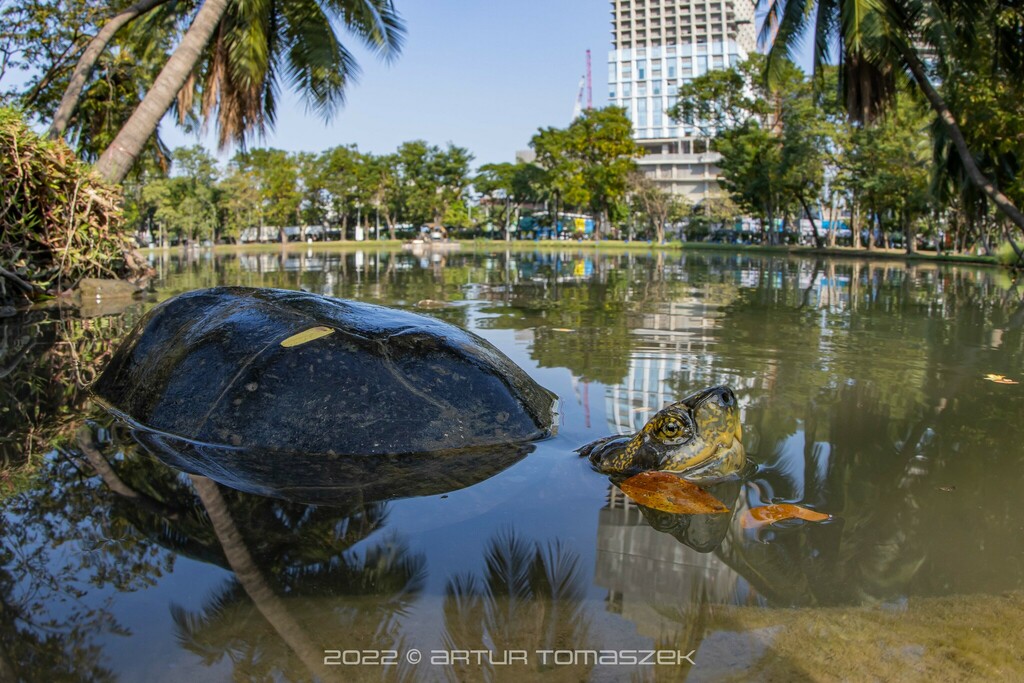 Photo by Artur Tomaszek