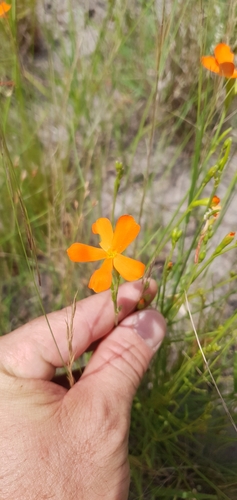 Tricliceras schinzii