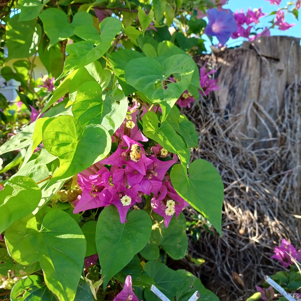 bougainvilleas from City of Freeport, BS on January 1, 2023 at 09:22 AM ...